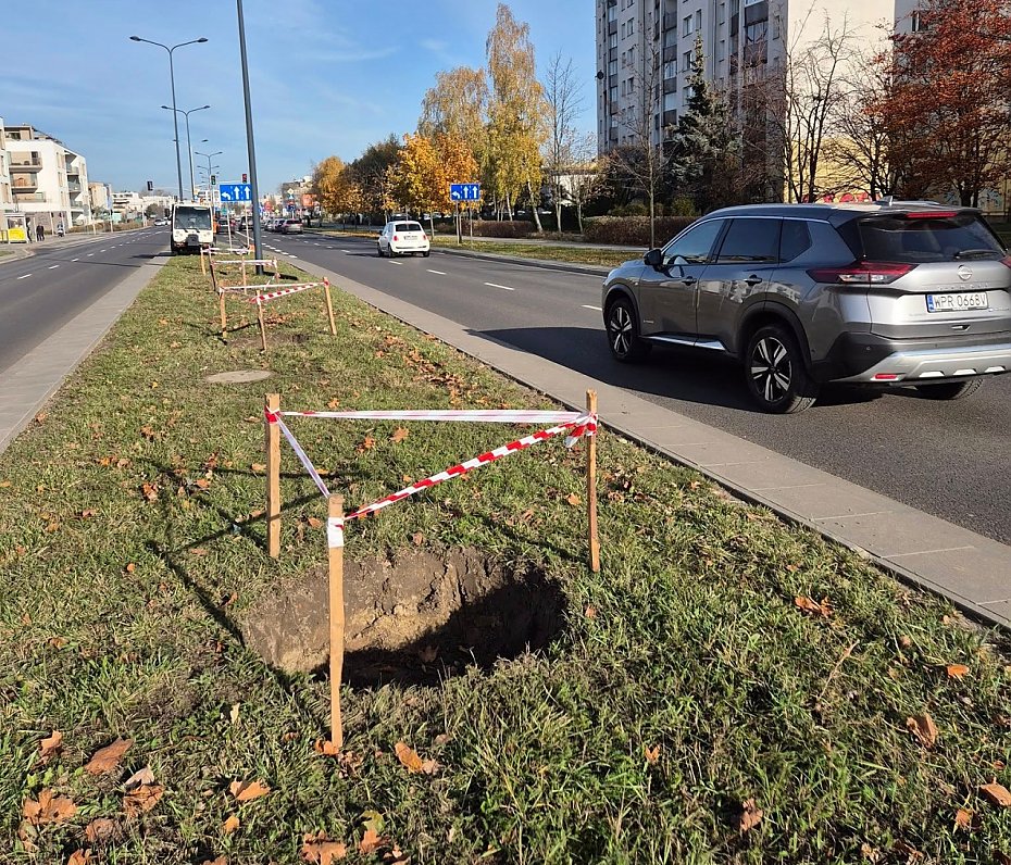 Lazurowa si zazielenia. Kolejne drzewa midzy jezdniami