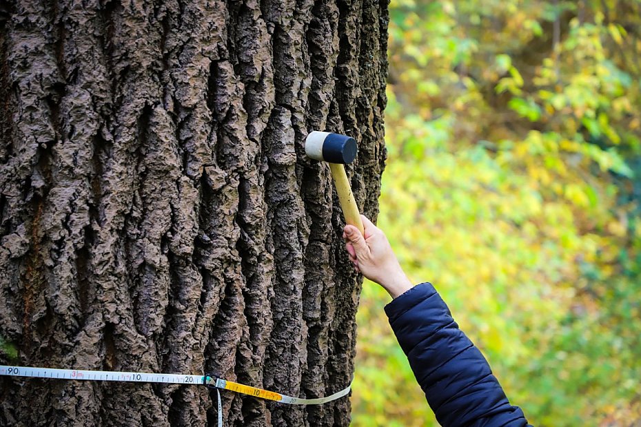 oliborz zatrudni dendrologa. Ju jest pierwszy "wyrok"