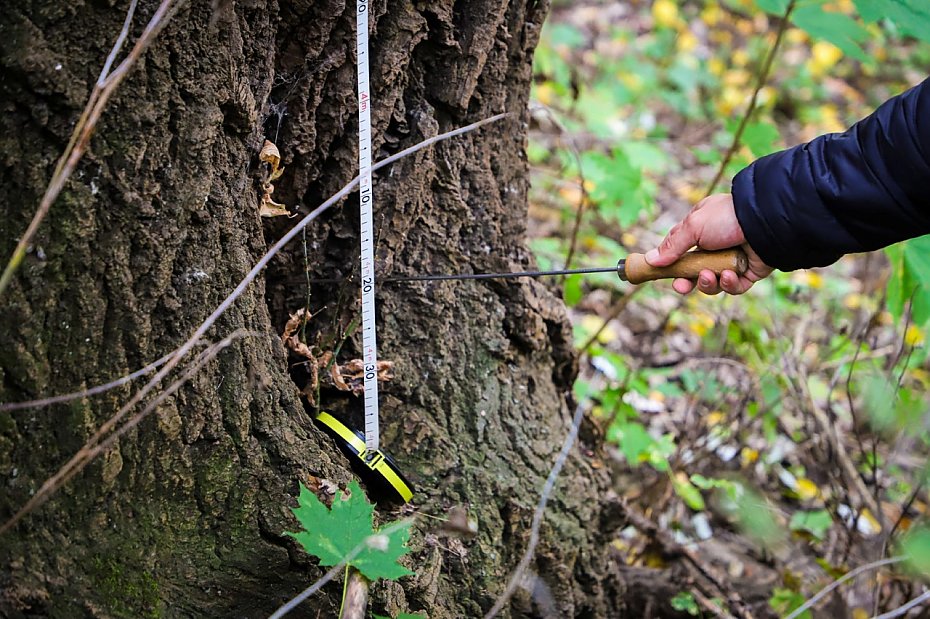 oliborz zatrudni dendrologa. Ju jest pierwszy "wyrok"