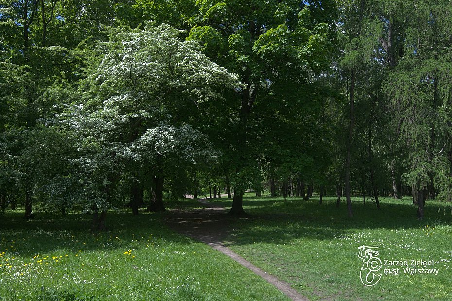 Warszawa odnowi zapomniane parki. Na pocztek Elizeum