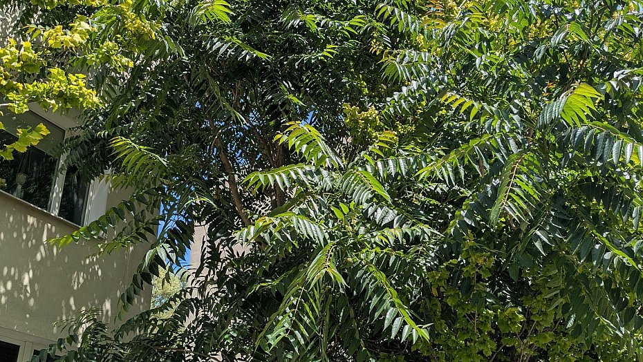 alt='Warszawa walczy z inwazyjnym drzewem z Azji'