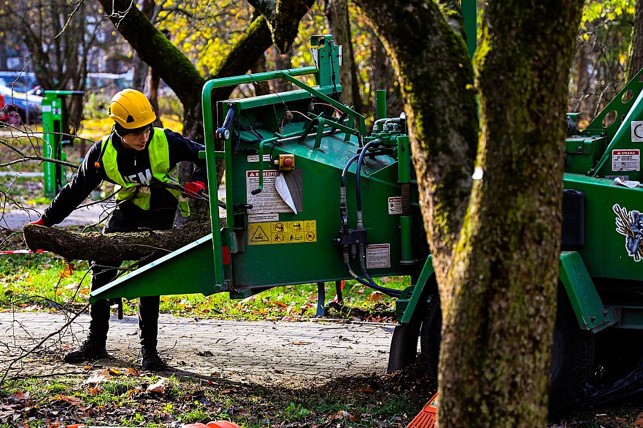 alt='Sady oliborskie odzyskuj dawny blask. Ruszya pielgnacja 250 drzew owocowych'
