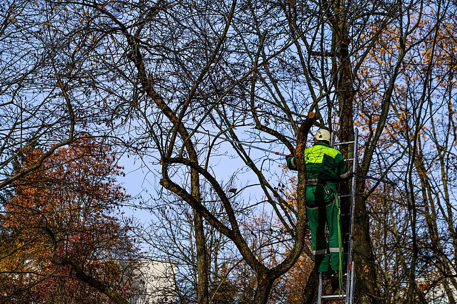 Sady oliborskie odzyskuj dawny blask. Ruszya pielgnacja 250 drzew owocowych