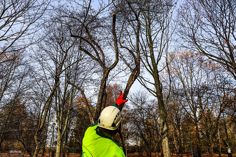 Sady oliborskie odzyskuj dawny blask. Ruszya pielgnacja 250 drzew owocowych