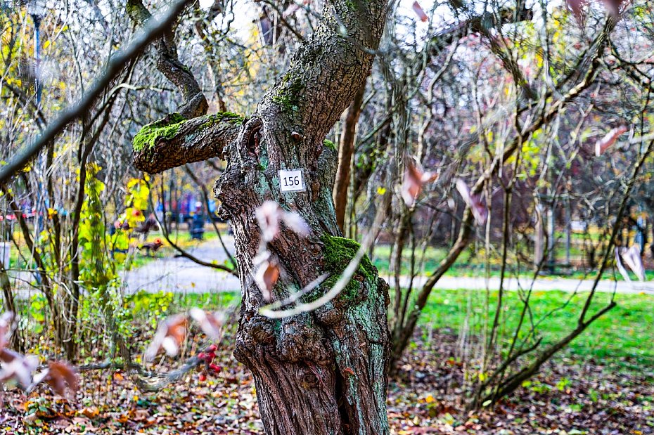 Sady oliborskie odzyskuj dawny blask. Ruszya pielgnacja 250 drzew owocowych