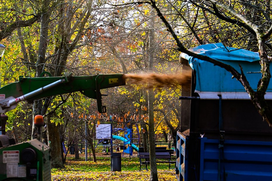Sady oliborskie odzyskuj dawny blask. Ruszya pielgnacja 250 drzew owocowych