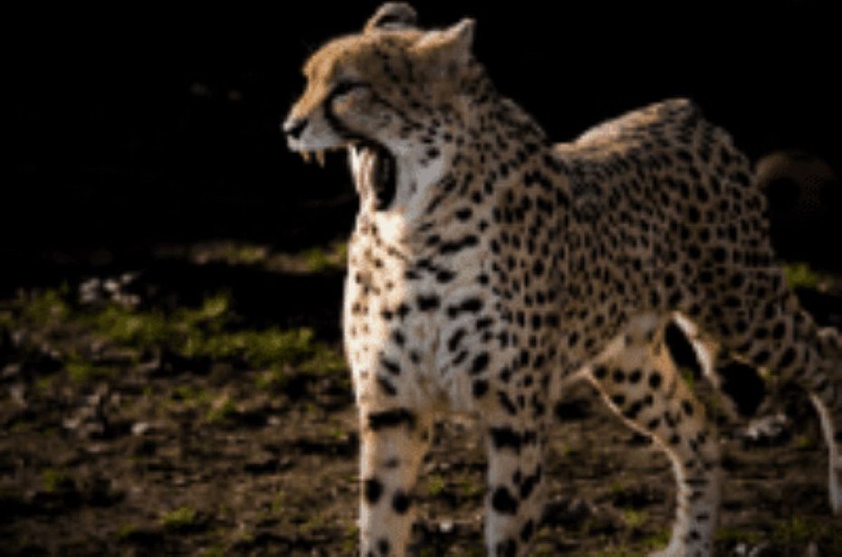 alt='Lava wygraa listopadowy plebiscyt w zoo'