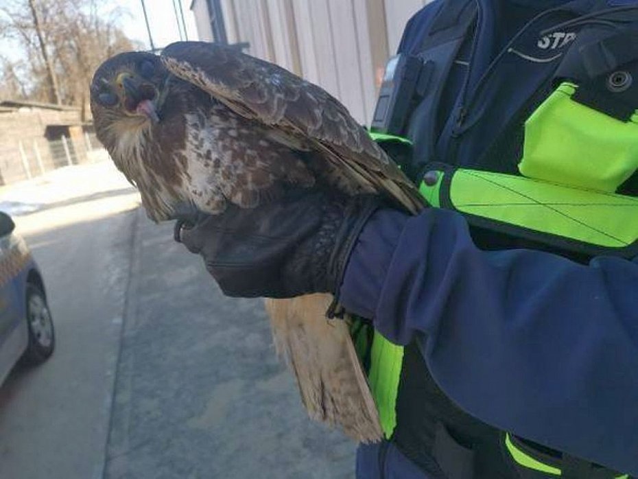 alt='Ekopatrol pom�g� rannym myszo�owom. Ptaki trafi�y do Ptasiego Azylu'