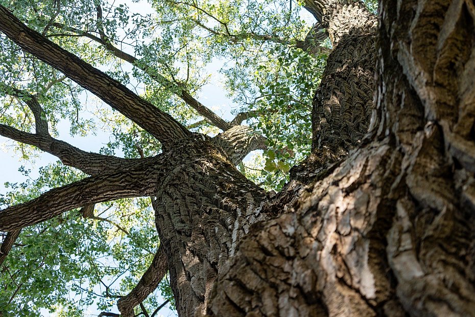 alt='Topola Obro�c�w w�r�d finalist�w Drzewa Roku 2026'