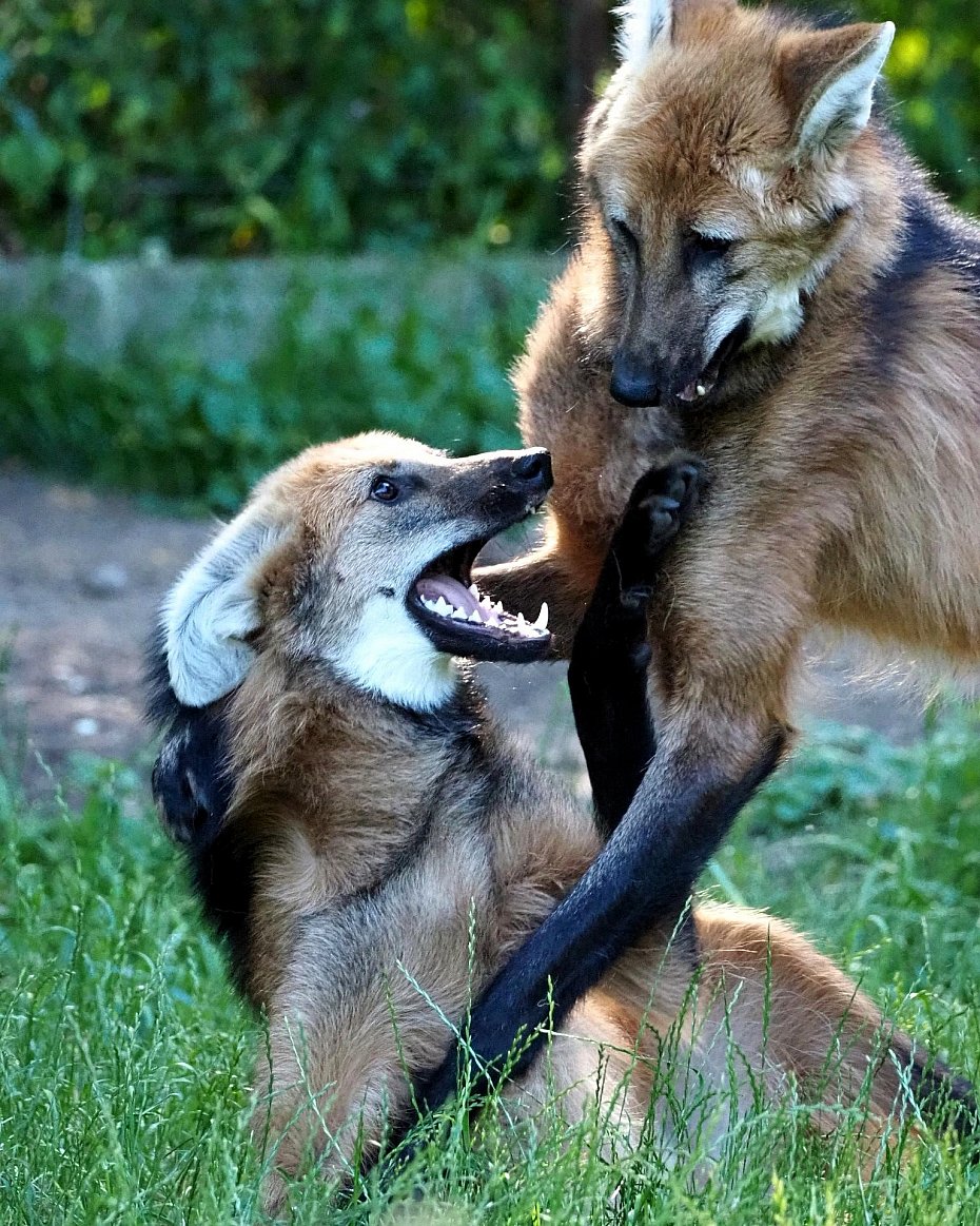 alt='Urodziny wilk�w grzywiastych w warszawskim zoo. Bracia maj� dwa lata'