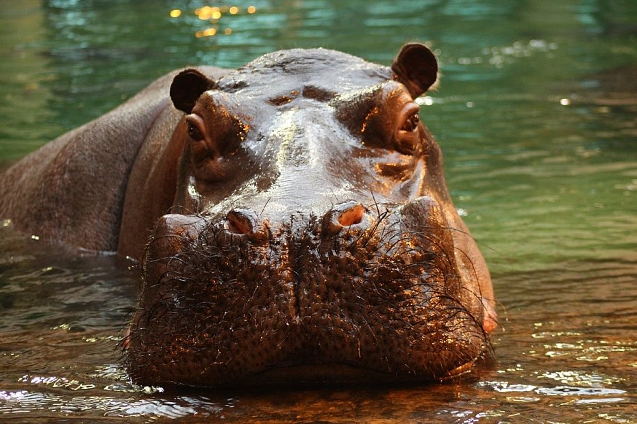 alt='Hugo bez prawego k�a. Opiekunowie uspokajaj� po urazie hipopotama'