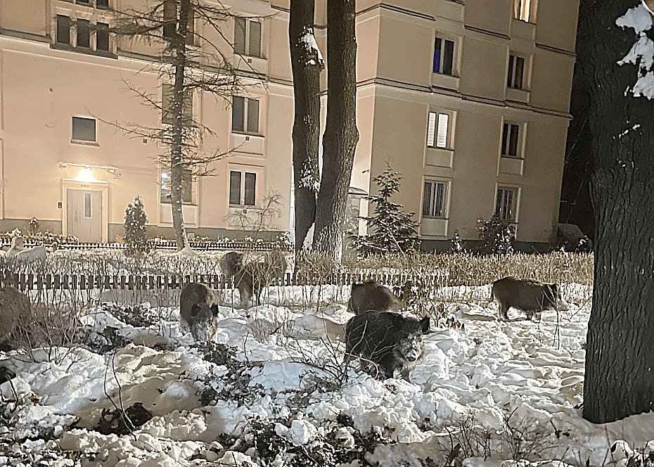 alt='Warszawa zwi�kszy odstrza� dzik�w? Mieszka�cy skar�� si� na coraz wi�kszy problem'