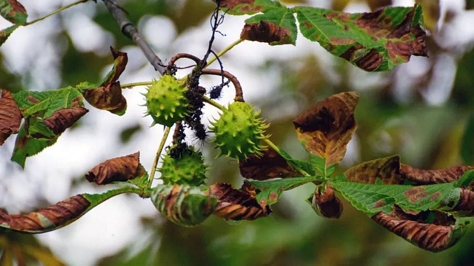 alt='Legionowo zaprasza do programu Pom�my Kasztanowcom'