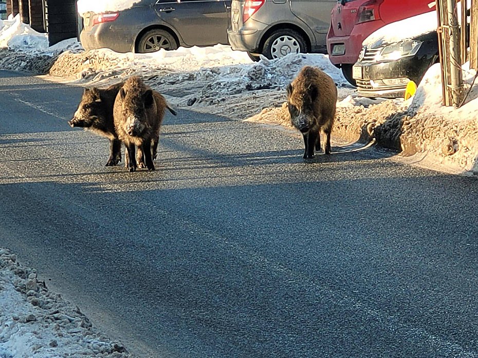 alt='Dziki przy szkole. Odstrzelono ju� ponad sto'
