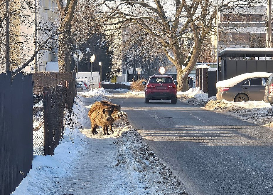 Dziki przy szkole. Odstrzelono ju� ponad sto