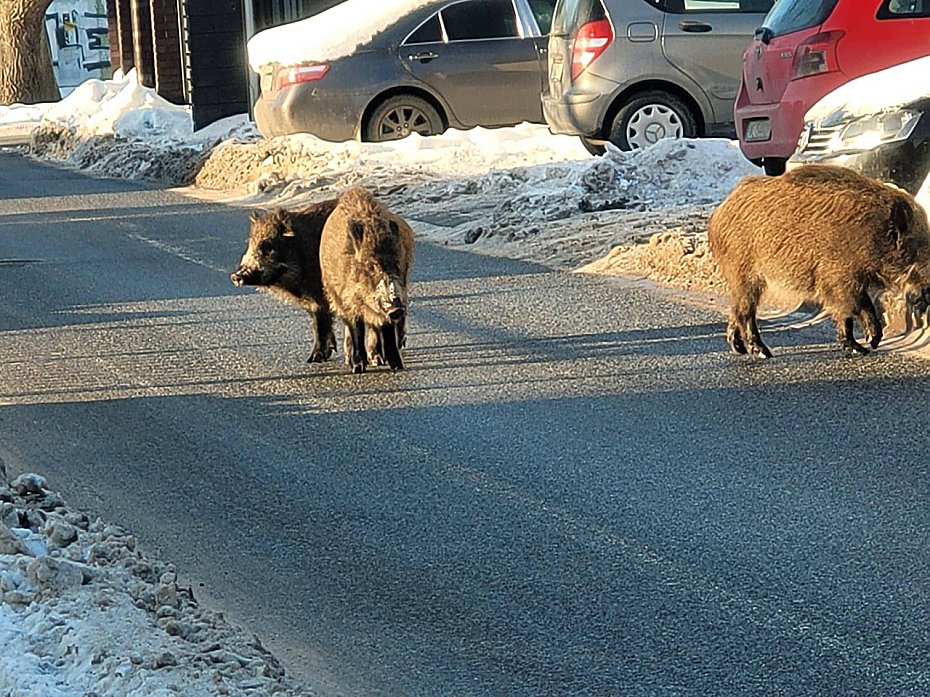 Dziki przy szkole. Odstrzelono ju� ponad sto