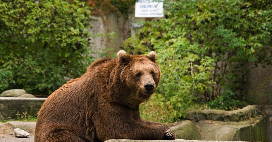 alt='Sabina zwierzakiem lutego w warszawskim zoo. Internauci wybrali seniork� ogrodu'