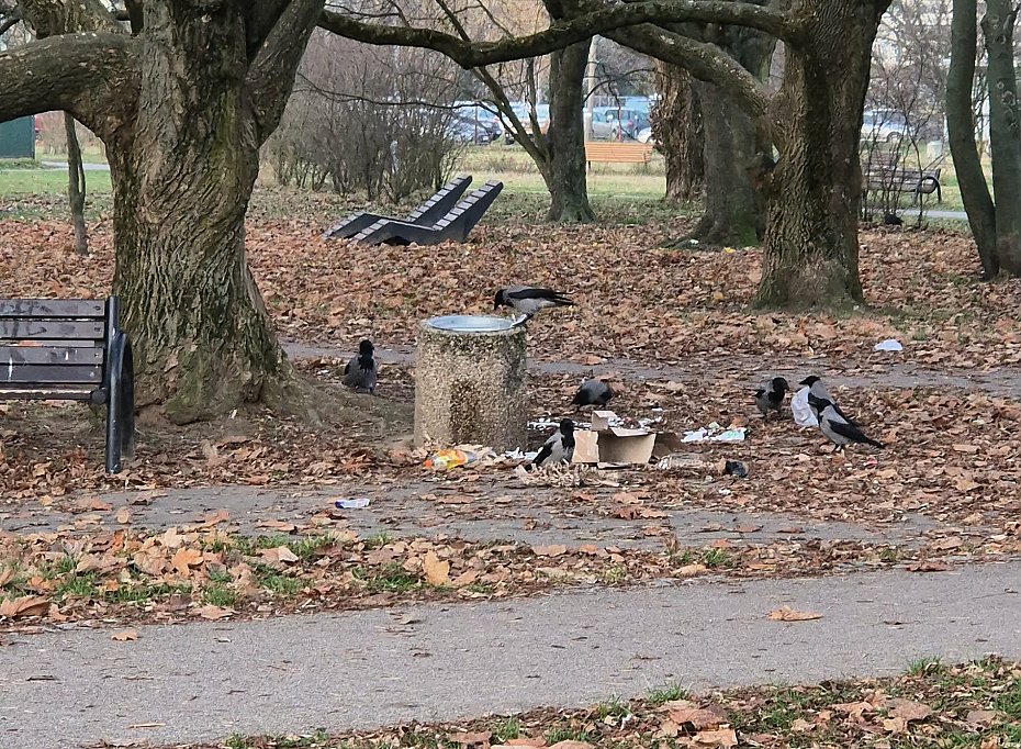 alt='Park G�rczewska za�miecaj�... ptaki. Czy jest na to spos�b?'