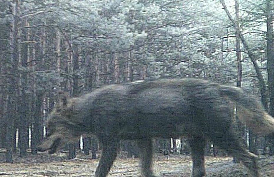 Wilki w lasach Choszcz�wki i Jab�onny