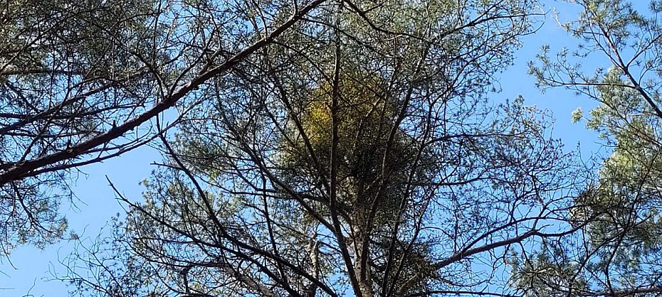 alt='Jemio�a atakuje lasy Choszcz�wki i Bukowca. Problem narasta'