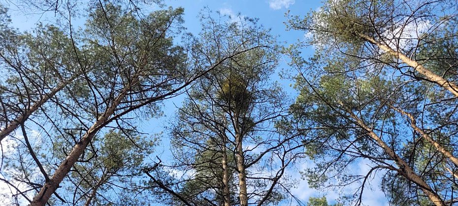 Jemio�a atakuje lasy Choszcz�wki i Bukowca. Problem narasta
