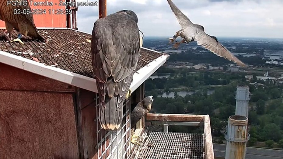 Soko�y w�drowne. Burzliwa historia ptasiej rodziny