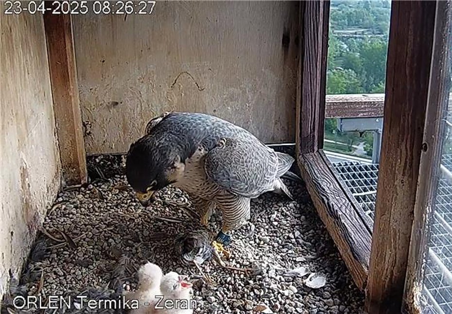 Soko�y w�drowne. Burzliwa historia ptasiej rodziny