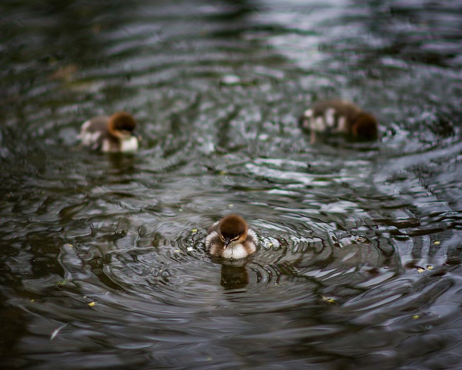 alt='Akcja nurog�si 2026 w Warszawie. Wolontariusze ruszaj� na pomoc ptakom'