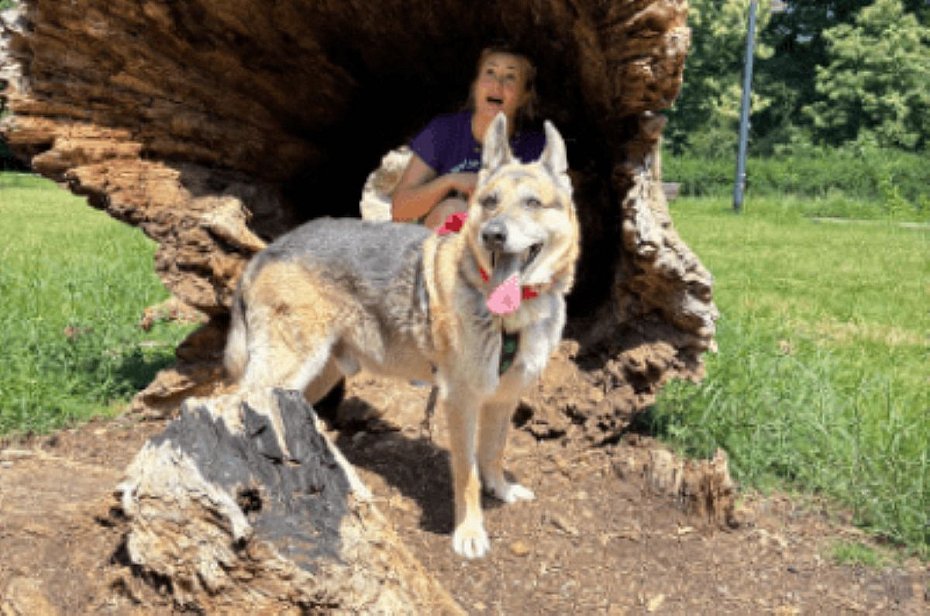 alt='Adoptuj Warszawiaka w Parku Morskie Oko. Poznaj psy i koty ze schroniska'