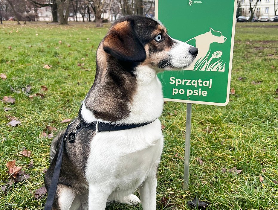 alt='Mieszka�cy chc� wi�cej torebek na psie odchody. Co na to urz�d?'