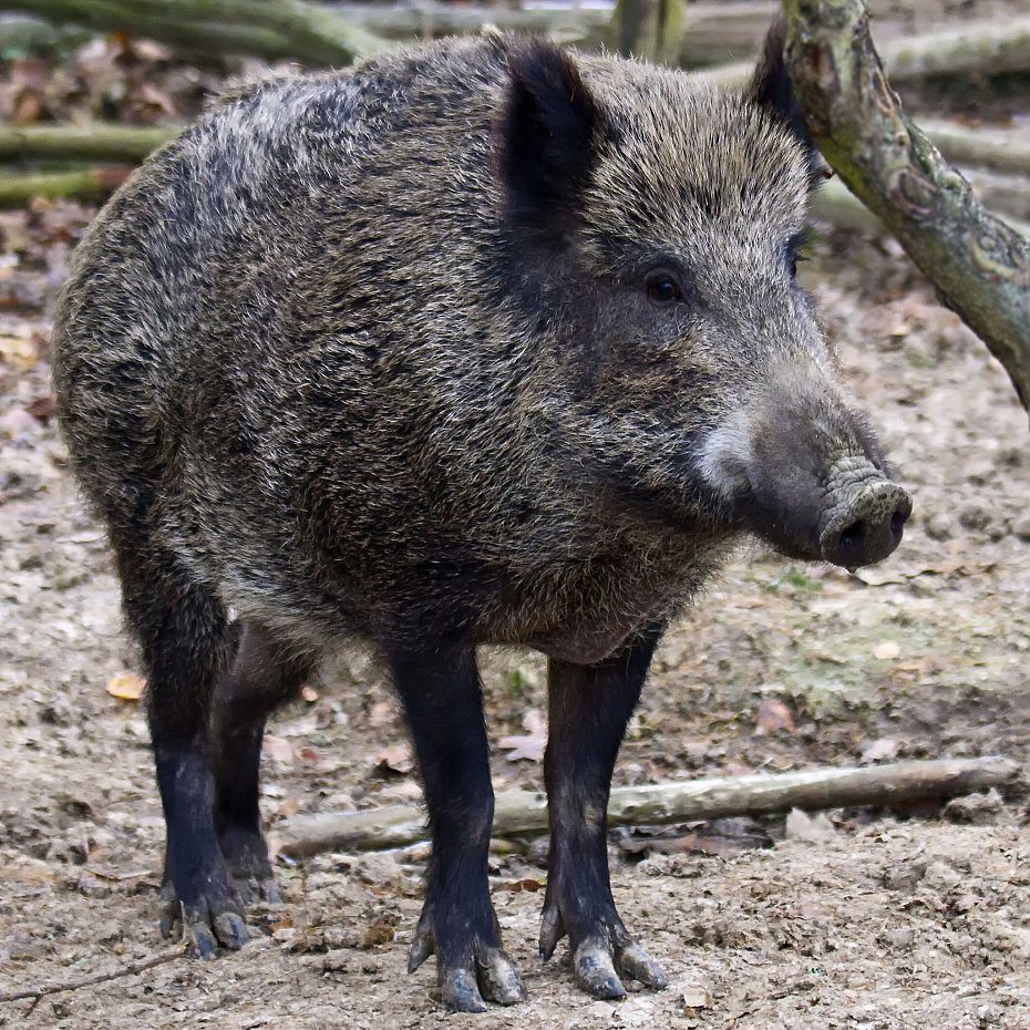 alt='Coraz wi�cej dzik�w na �oliborzu. Co robi� przy spotkaniu?'