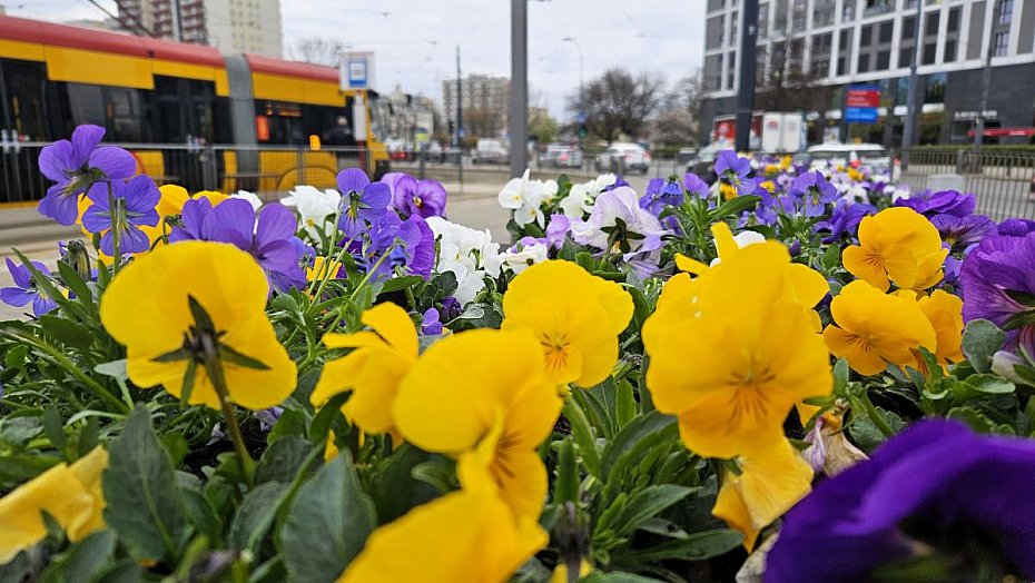 alt='Wiosna na p�tlach komunikacji miejskiej. 11 tys. bratk�w w Warszawie'