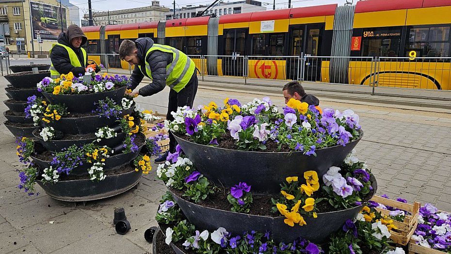 Wiosna na p�tlach komunikacji miejskiej. 11 tys. bratk�w w Warszawie