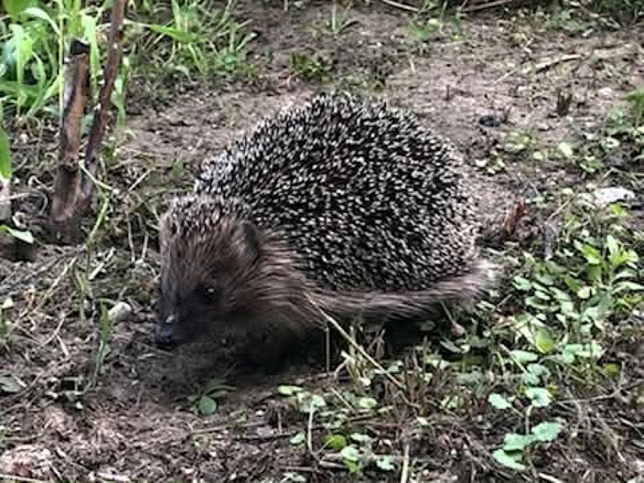 alt='Zabierasz m�ode zwierz�? Mo�esz mu zaszkodzi�. Stra� miejska apeluje'