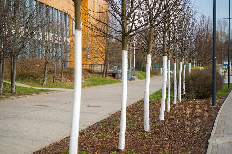 Drzewa wa�niejsze ni� parkingi przy szpitalu? Kontrowersje na Br�dnie