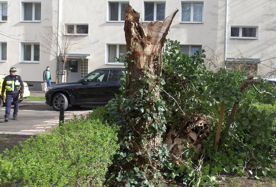 alt='Wichura �amie drzewa. Stra�nicy interweniuj� w ca�ym mie�cie'