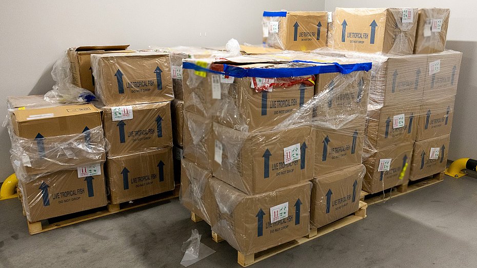 Ponad 1000 koralowc�w przemycanych na Ok�ciu. Akcja KAS