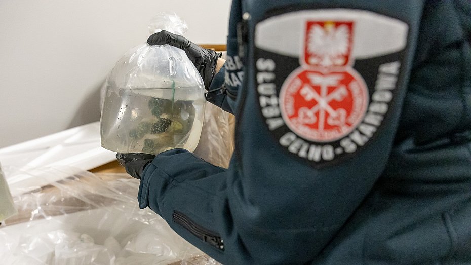 alt='Ponad 1000 koralowc�w przemycanych na Ok�ciu. Akcja KAS'