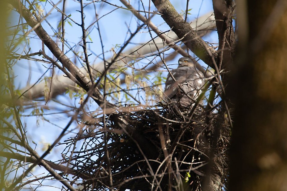 alt='Krogulec wstrzyma� budow� ��obka i przedszkola na �oliborzu'