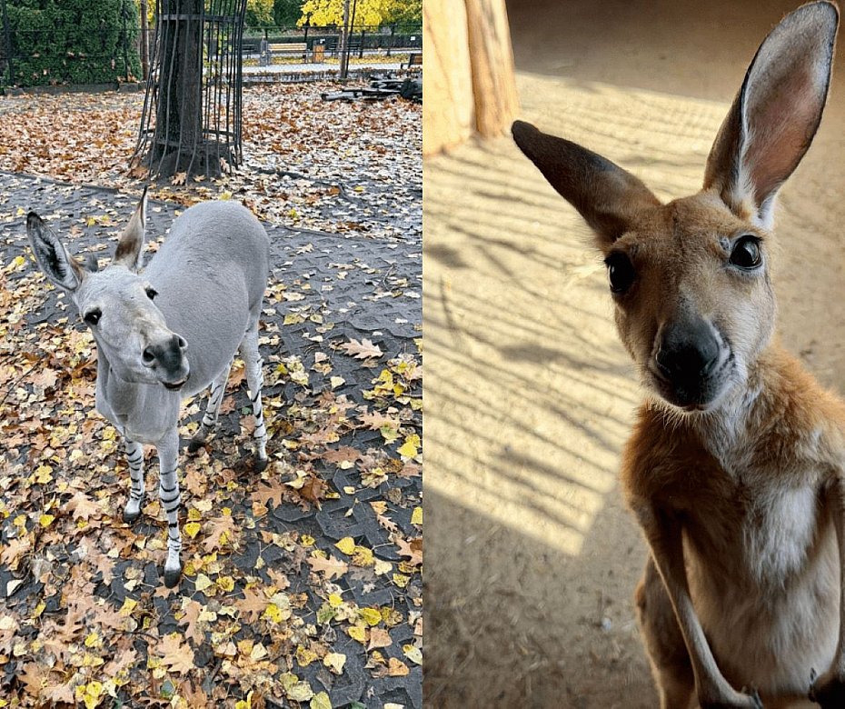 alt='Warszawskie ZOO: fina� Zwierzaka Miesi�ca. Stefcia czy Zuzia?'