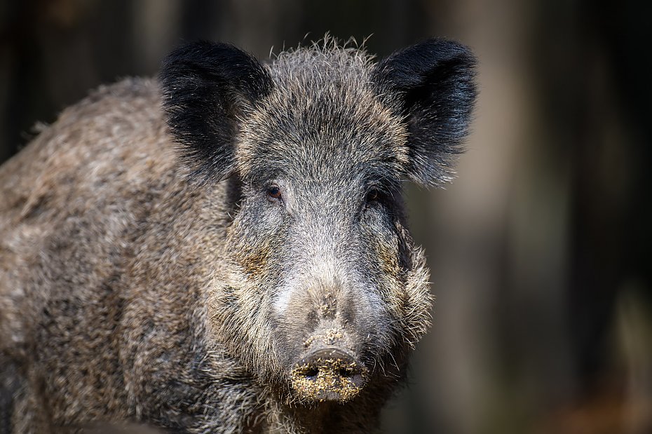 alt='Dziki w Warszawie: coraz wi�cej zwierz�t, coraz wi�kszy konflikt'