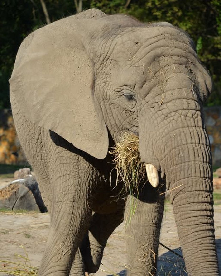 alt='Dzie� Ochrony S�oni w Warszawie. ZOO przypomina o zagro�eniach'