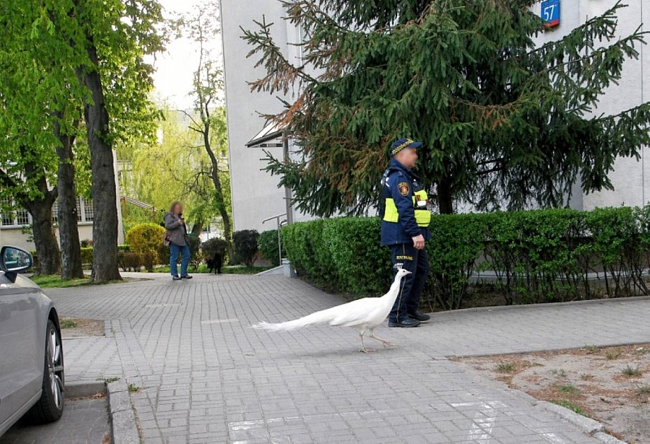 alt='Bia�y paw na ulicach. Stra�nicy odprowadzili go do �azienek'