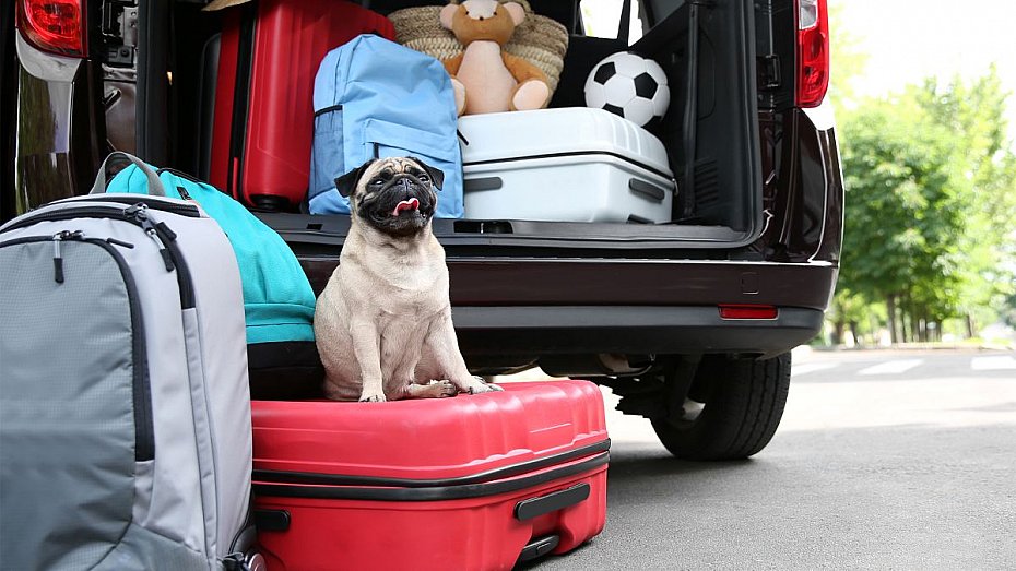 alt='Podr�ujesz z pupilem? Sprawd�, jak si� przygotowa�'