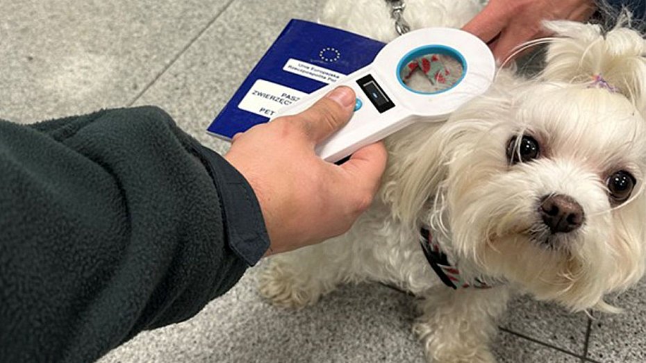 Podr�ujesz z pupilem? Sprawd�, jak si� przygotowa�