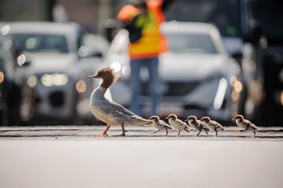 alt='Akcja ratunkowa nurog�si w Warszawie. Rodzina ptak�w dotar�a do Wis�y'