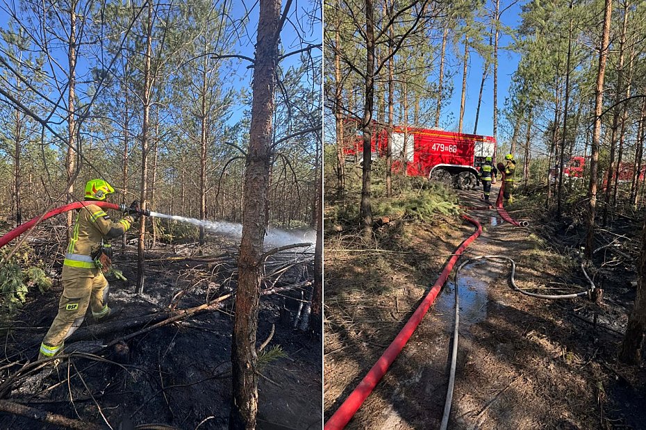 Po�ary las�w i ��k. Stra�acy wyje�d�aj� niemal bez przerwy