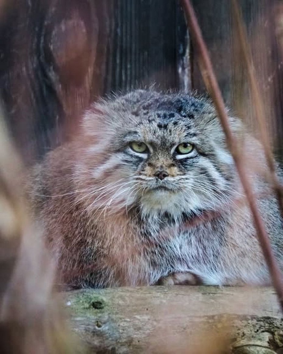 alt='�wi�to tajemniczej Jessie z warszawskiego zoo'