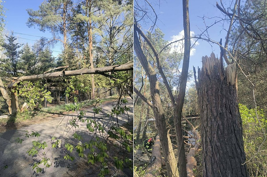 Silny wiatr w powiecie legionowskim. 24 interwencje stra�ak�w