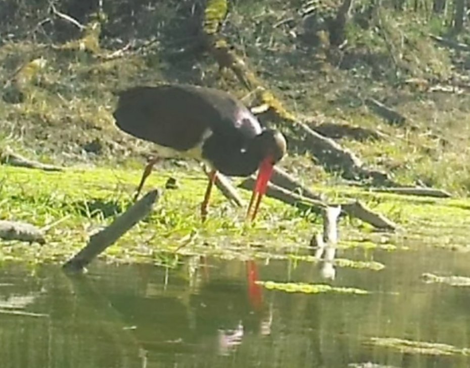 alt='Le�ny �owca w akcji. Hajstra przy�apana na precyzyjnym polowaniu'